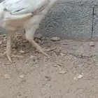 للبيع دجاجه فارسيه حجازيه مستوى بطله