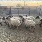 العنوان الدمام حي الفرسان