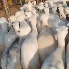 ضان رفيدي قرايب الا شرط العدد 60 سن طيب جروم طيب