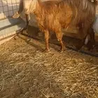 عنز طيبه
