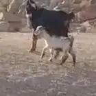معزا بعيالها
