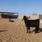 تيزس وجفار