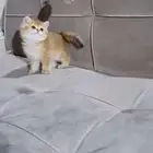 قطط سكوتش وبرتش بيور للبيع