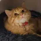 Cat for sale