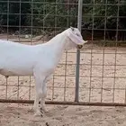 مشروع فحل بيشي أبرص.