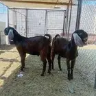 3 تيوس شاميه مشاريع فحول للي يبي يأسس مراح