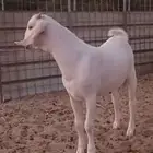 مشروع فحل بيشي أبرص.