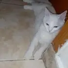 قطة شيرازي انثى عمرها سنة تحب اللعب و بصحة جيدة