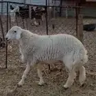 فحل حري خصم جذع مكسر بيثني ينسف ويقرع وله فيديو