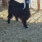 للبيع جذعه عارضيه
