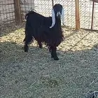 جذعه عارضيه