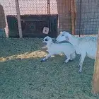 للبيع حريات مواليد