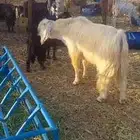 تيس فحل مصري اصفر