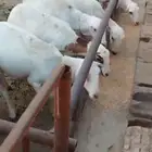 ضان صمع رفيد