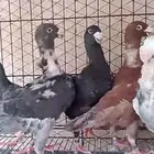 هومر للبيع