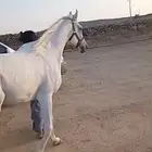 حصان للبيع