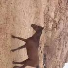 حصان للبيع طيب