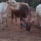 عجل
