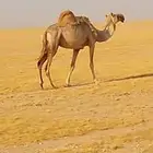 ناقه شقحى ظريبه سنها نصوف سالمه العيوب والعذاريب