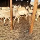ضان حري للبيع