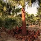 يوجد لدينا نخل واشنطني