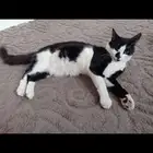 قط للتنازل