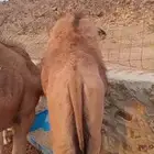 قعود للبيع