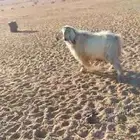 تيس فحل للبيع
