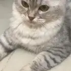 عندي سؤال عن نوع القطه قطط قطه بسه