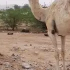 ناقه وضحاء