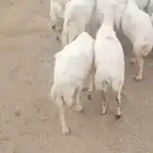 ضان للبيع عددها 22 قرايب