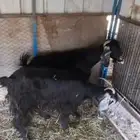 معزا للبيع