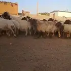 غنم مراح نعيم