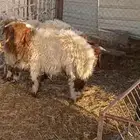 ذبائح