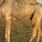 حاشي لباني طايش وطيب على حليب وبرسيم وشعير
