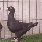 هومر