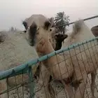 للبيع مفرود بالدمام
