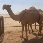 ناقة عشراء معها بكره دبيانية