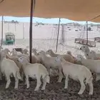 طليان حريات عدد 23 تصلح زواجات بسعر 1150