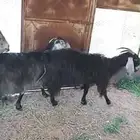 معزا عوارض دفيع مراح جروم عاليه