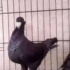 جوز هومر اسود
