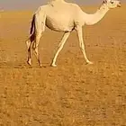 بكره وضحى لقيه تجذع