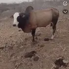 ثور بلدي العمر 8سنوات