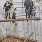 متاح عدد 4 حبات كروان