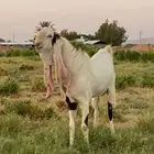 جفر هولندي معرف من الجهتين خصم الخصم