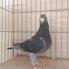انث هومر