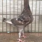 طبه هومر براون