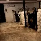 اسطبل خيول للبيع