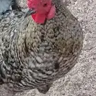 للبيع اثنين ديك