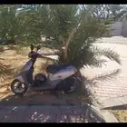 البكيرية